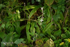 Chlorophytum glaucoides